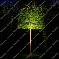LuxR M4 LED Spike Spotlights - copper