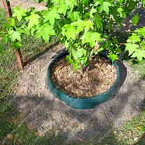 GreenWell Tree Surrounds