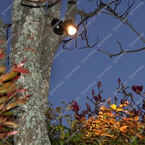 Hunza NPS Moonlighters (with tree mount kit - black) - copper